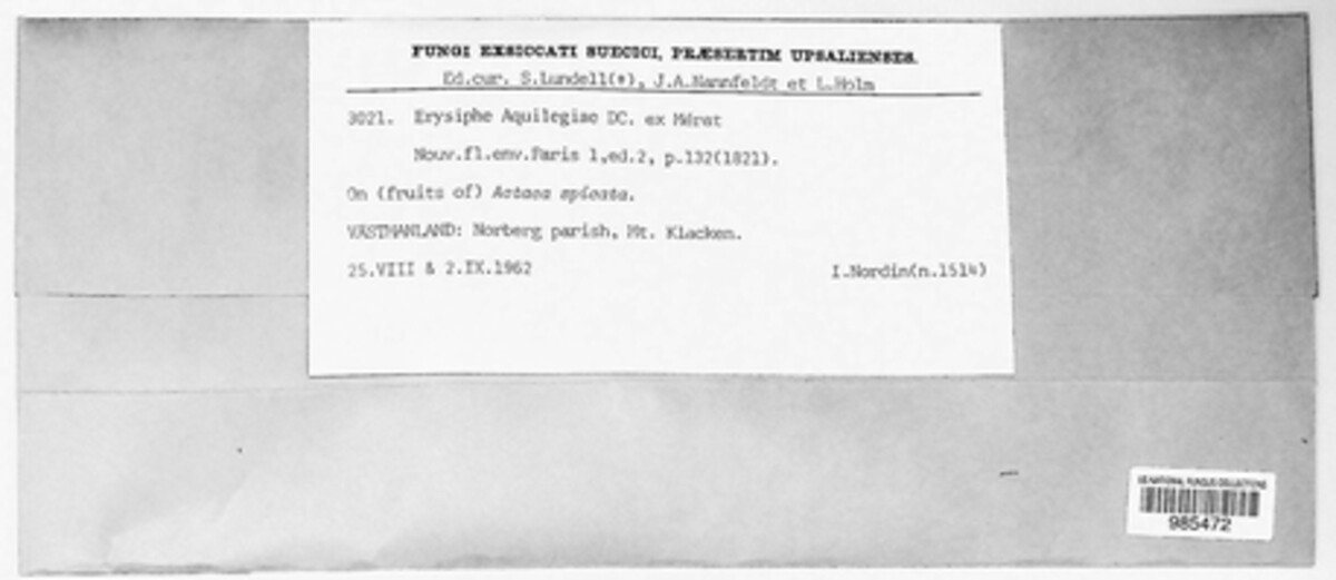 Erysiphe aquilegiae image